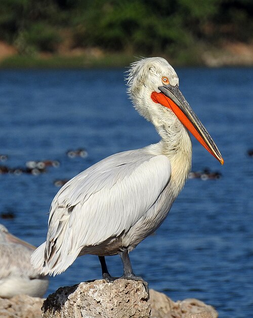 Dalmatian pelican